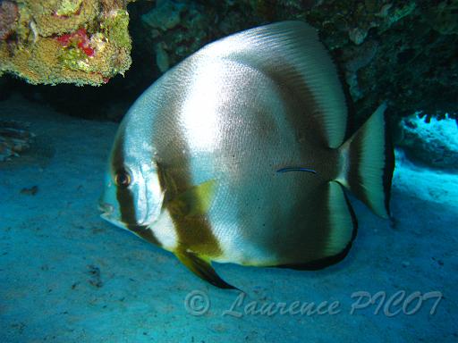 Platax orbicuaris (1).JPG
